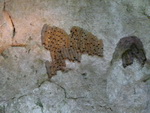 Ausflug Nationalpark  Wespennest in der Höhle der Eingeborenen Taíno in der Bucht des Nationalpark Los Hitises (DOM).